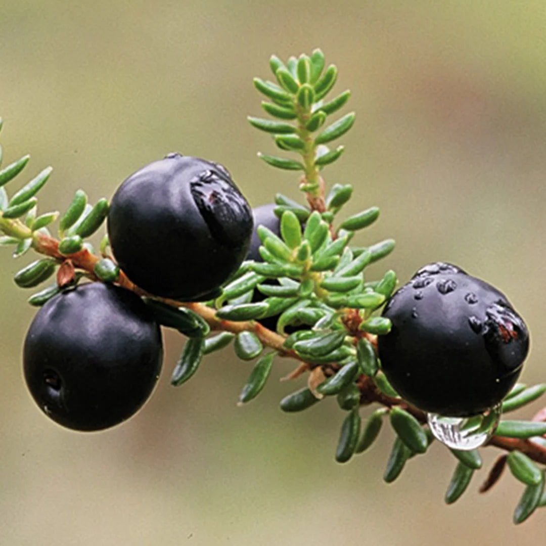 Camarine noire Bio