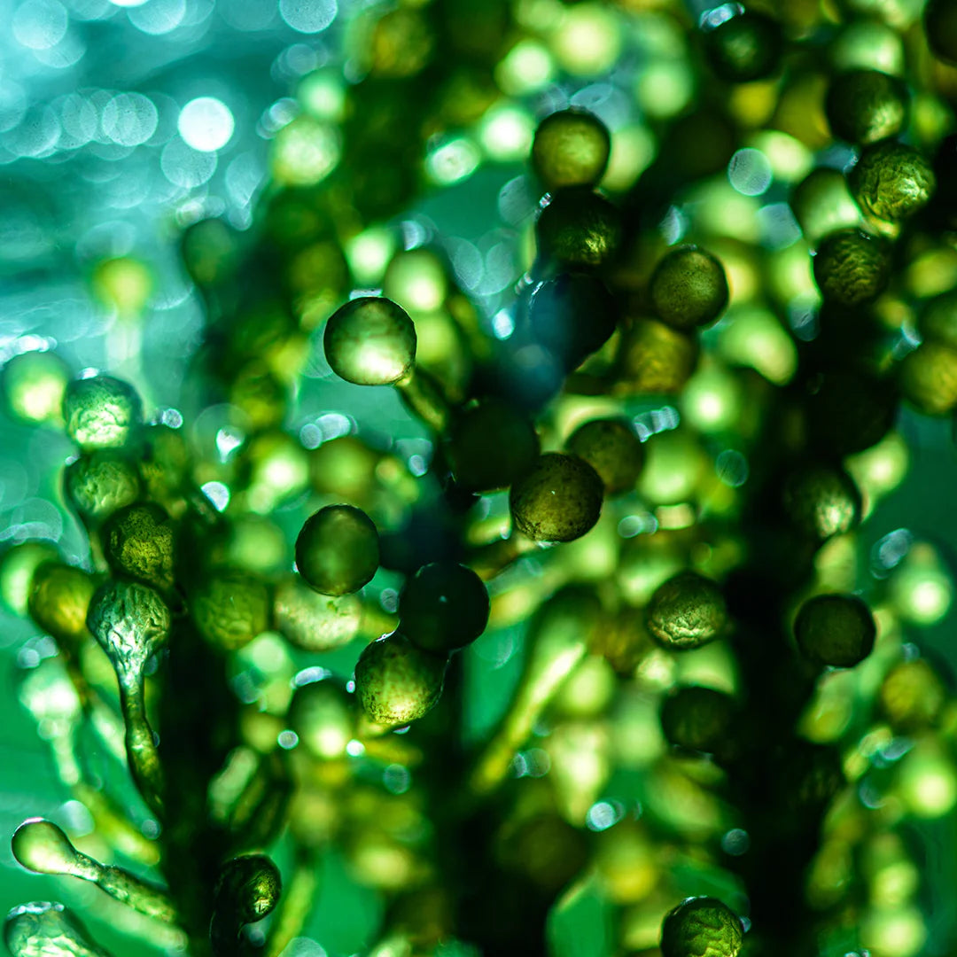 Micro-algue verte