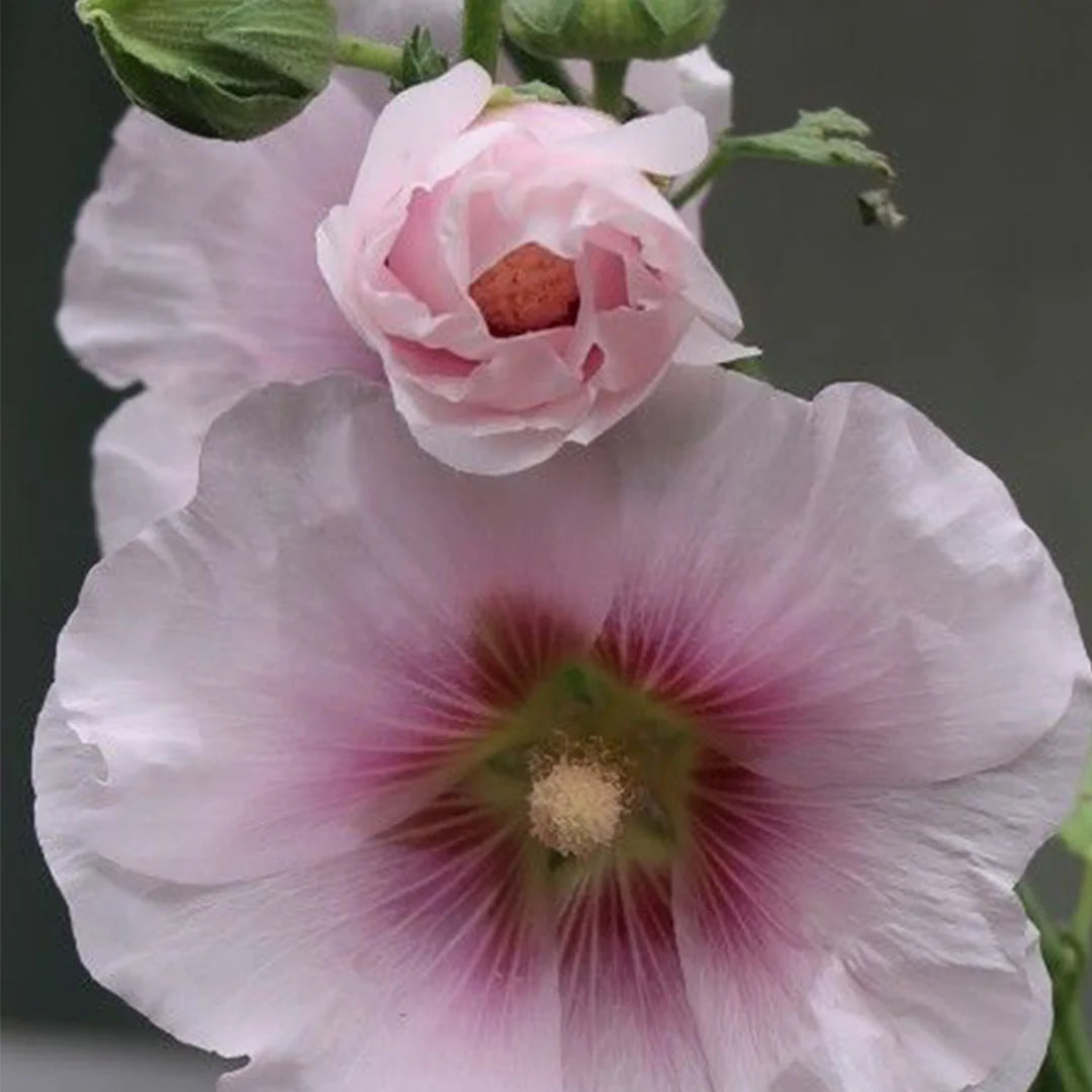 Extrait de cellules natives de pétales de rose trémière